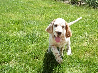 English Setter Playing In Lawn
