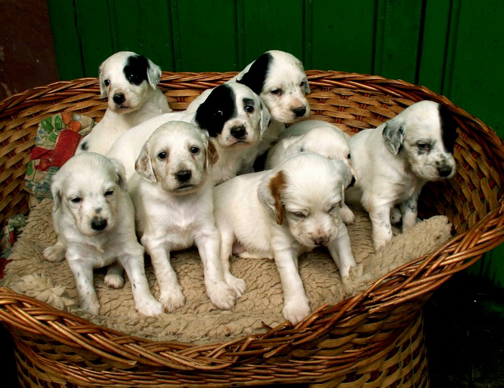 English Setter Puppies In Basket