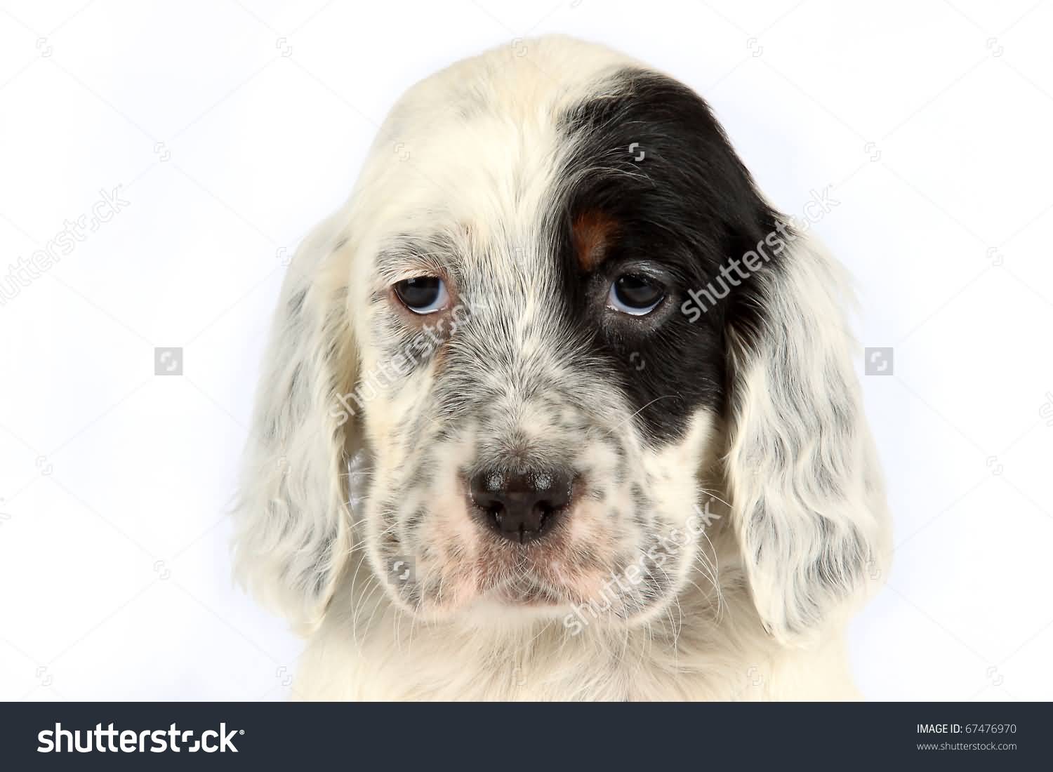 English Setter Puppy Face