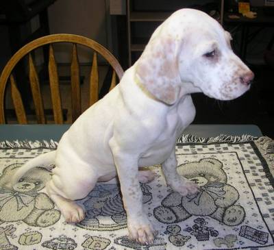 English Setter Puppy On Table