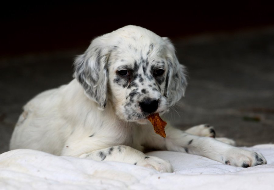English Setter Puppy Picture