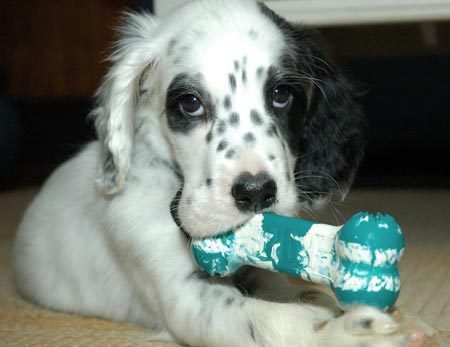 English Setter Puppy Playing With Artificial Bone