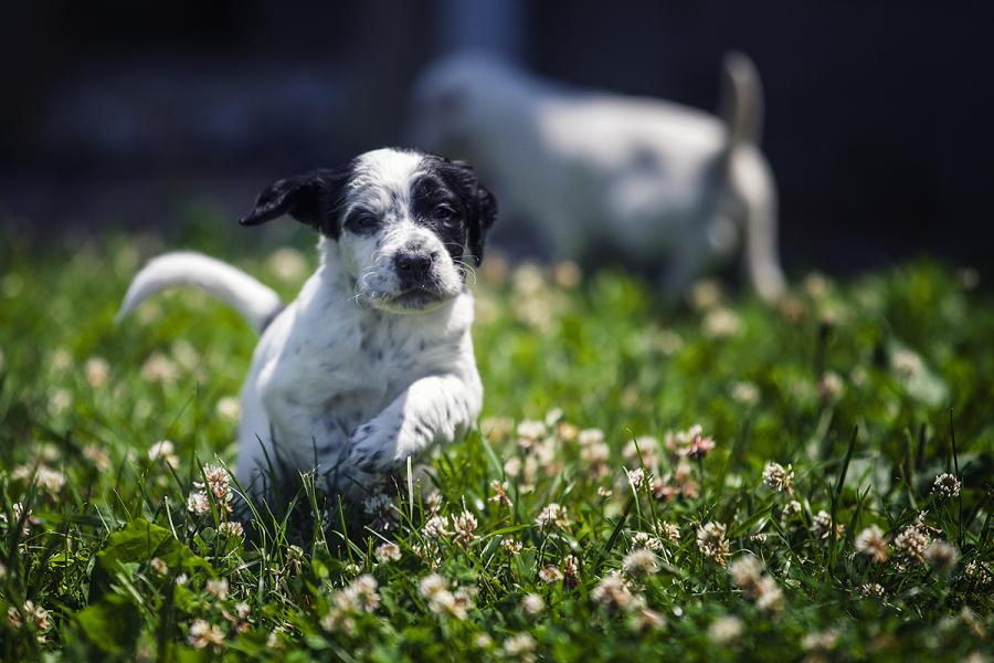 English Setter Puppy Running On Grass