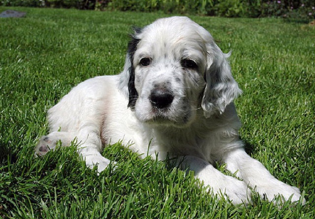 English Setter Puppy Sitting In Lawn