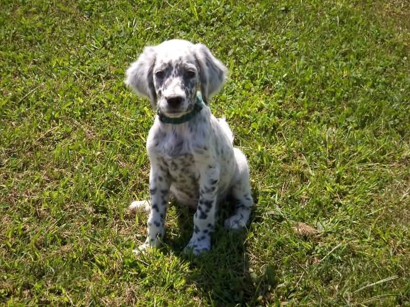 English Setter Puppy Sitting On Grass Looking At Camera