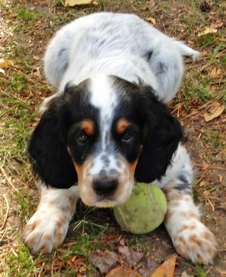 English Setter Puppy With Ball