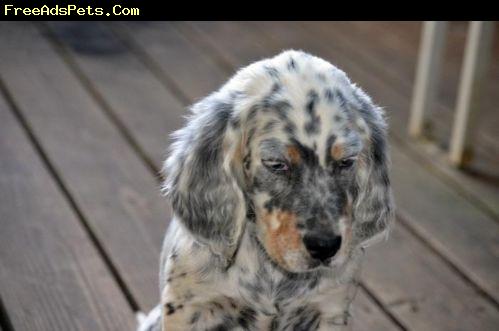 English Setter Puppy With Spots
