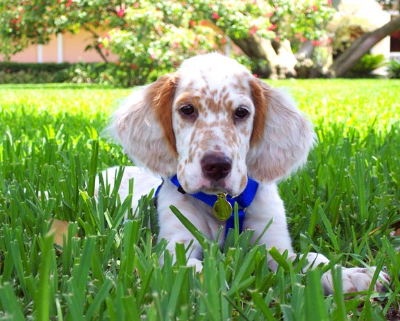 English Setter Sitting In Lawn