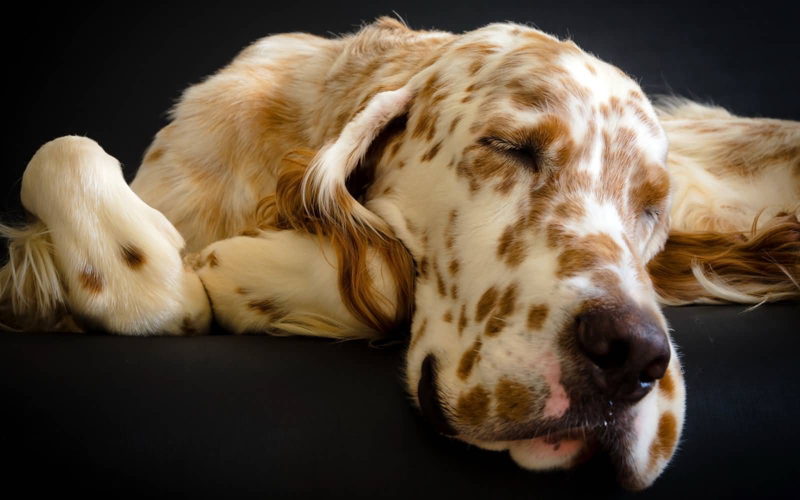 English Setter Sleeping Dog With Brown Spots