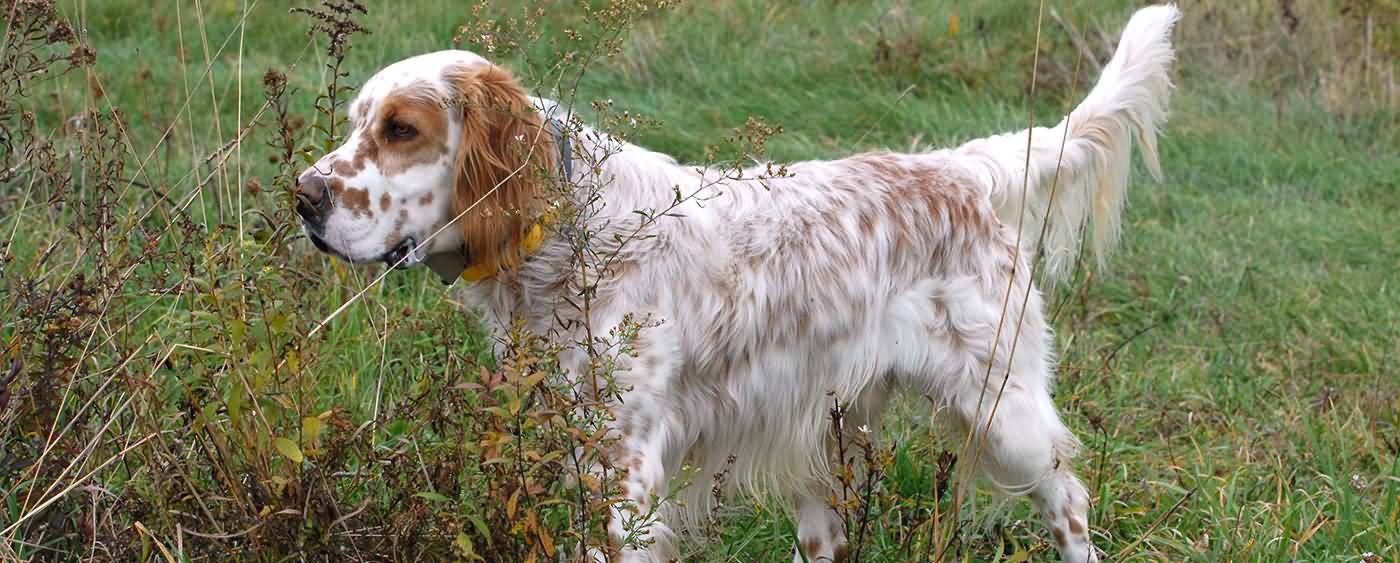 Fawn And White English Setter Dog Picture