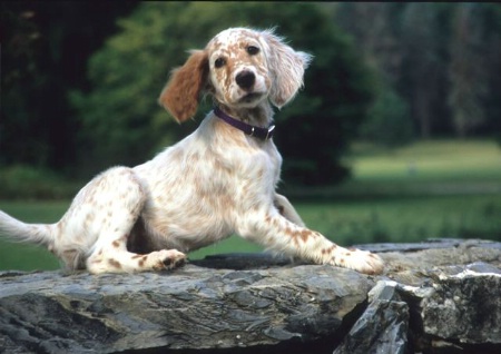 Fawn And White English Setter Dog