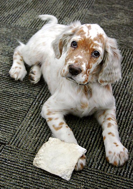 Fawn And White English Setter Puppy