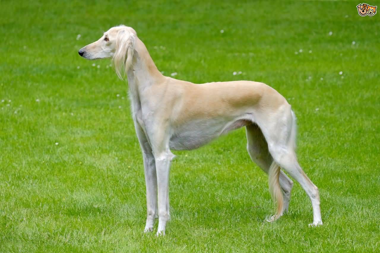 Fawn And White Saluki Dog In Lawn
