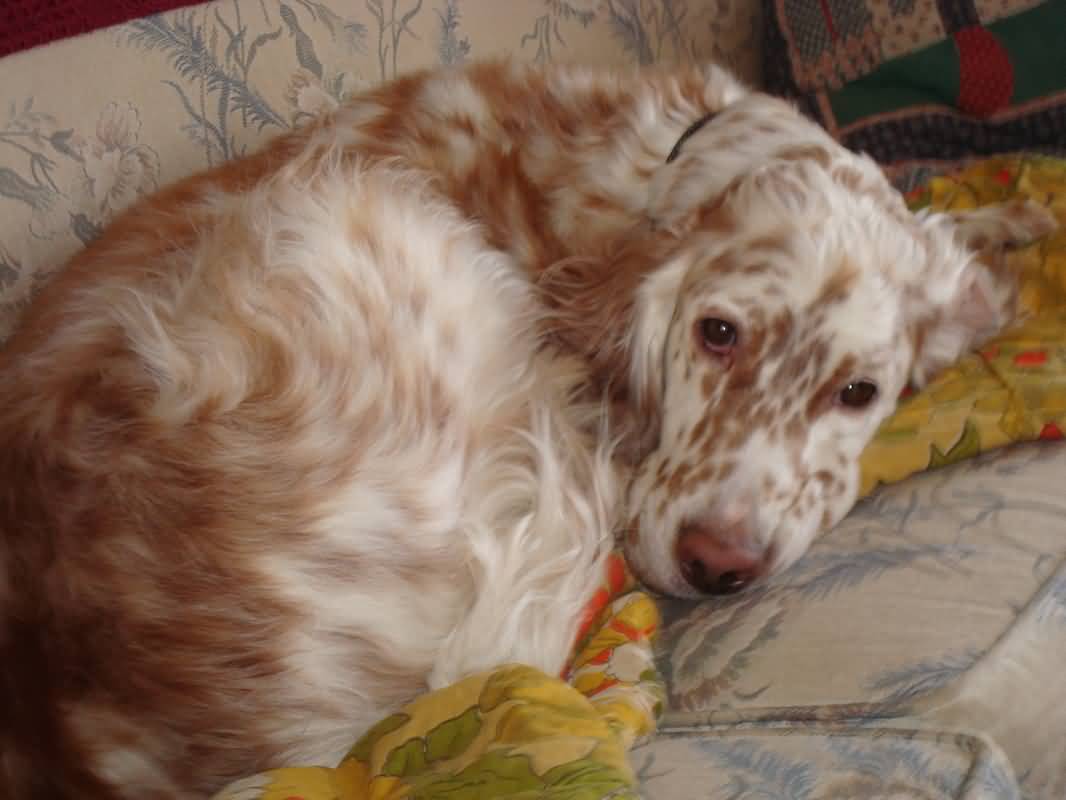 Fawn And White Brindle English Setter Dog Laying On Sofa