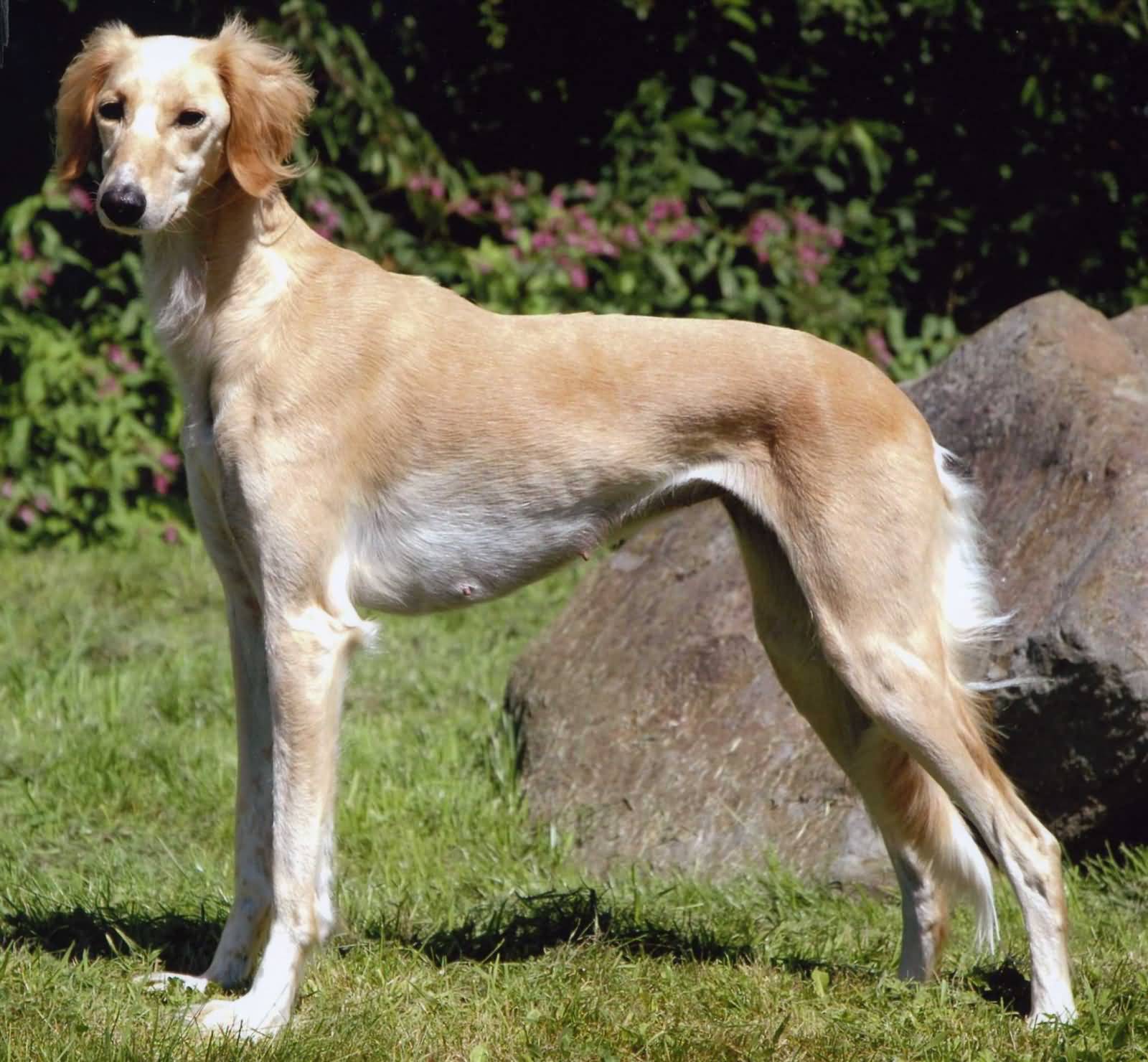 Fawn Saluki Dog Outside Picture