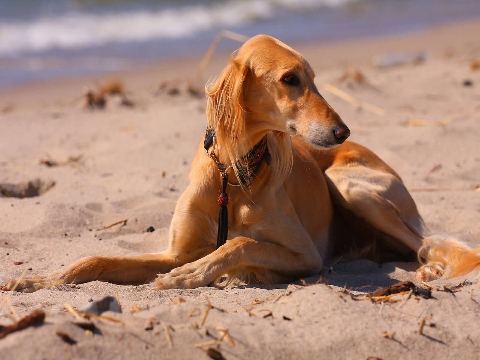 Fawn Saluki Dog Sitting On Sand