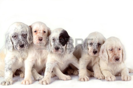 Five Beautiful English Setter Puppies Isolated On White