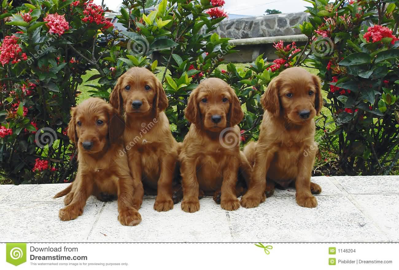 Four Irish Setter Puppies Sitting