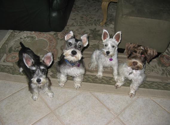 Four Miniature Schnauzer Puppies Looking Up