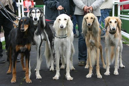 Four Saluki Dogs With Owners