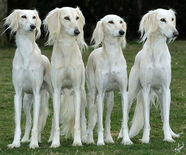 Four White Saluki Dogs Standing
