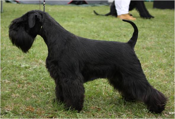 Full Black Miniature Schnauzer Dog