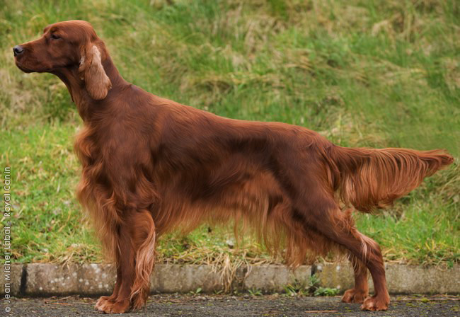 Full Grown Irish Setter Dog Side Pose
