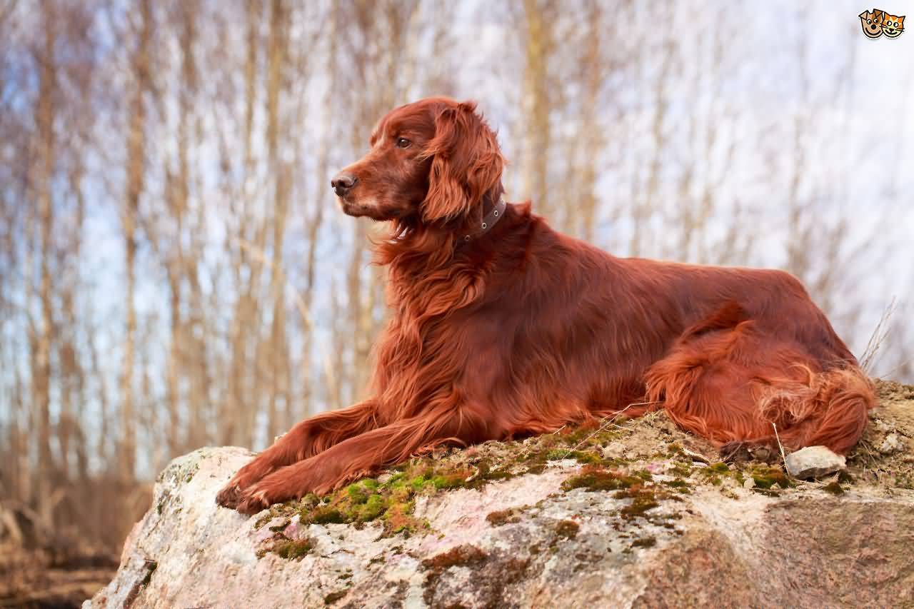 Full Grown Irish Setter Dog Sitting On Rock