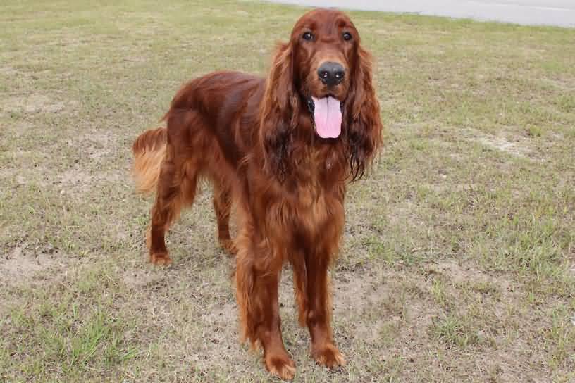 Full Grown Irish Setter Dog With Tongue Out