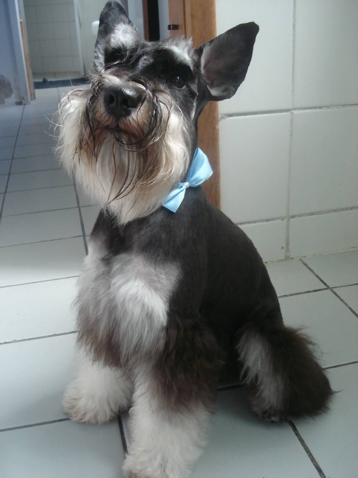 Full Grown Miniature Schnauzer Dog With Blue Bow