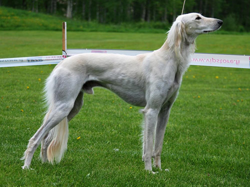 Full Grown White Male Saluki Dog