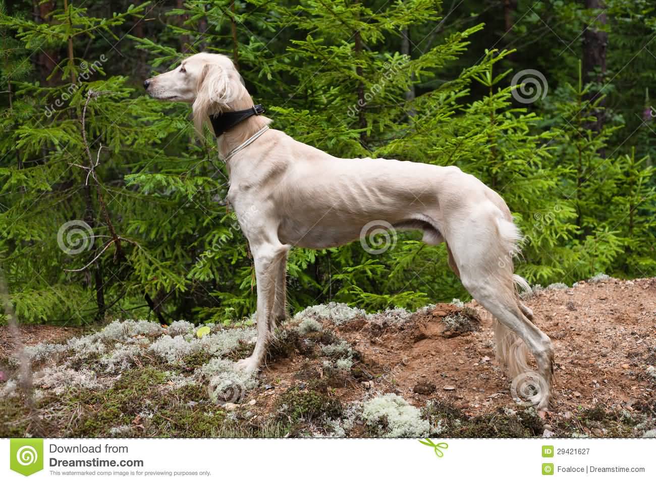 Full Grown White Saluki Dog In Forest