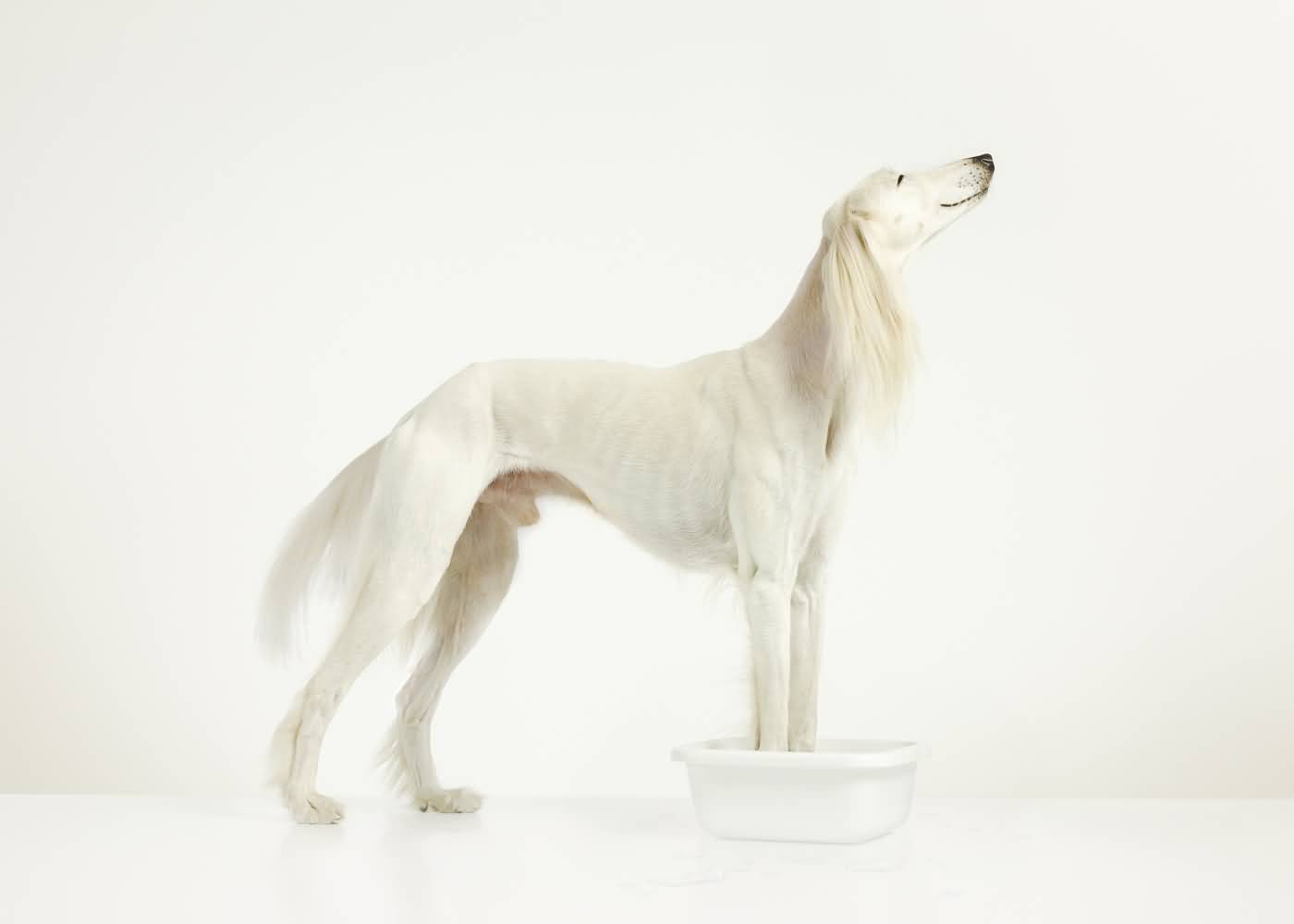 Full Grown White Saluki Dog Picture