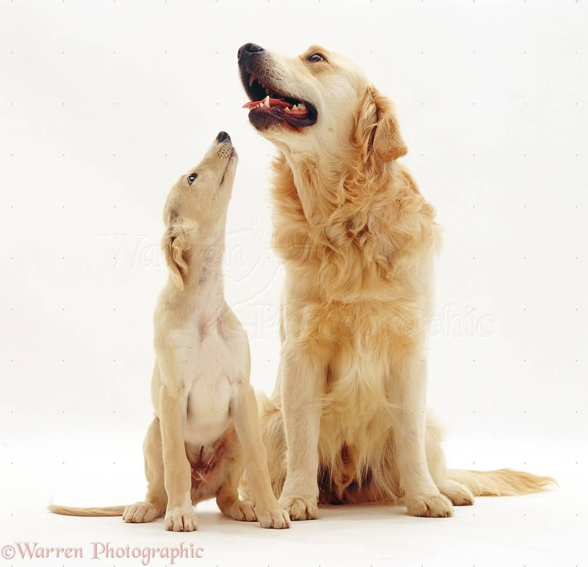 Golden Retriever Dog And Saluki Puppy Sitting