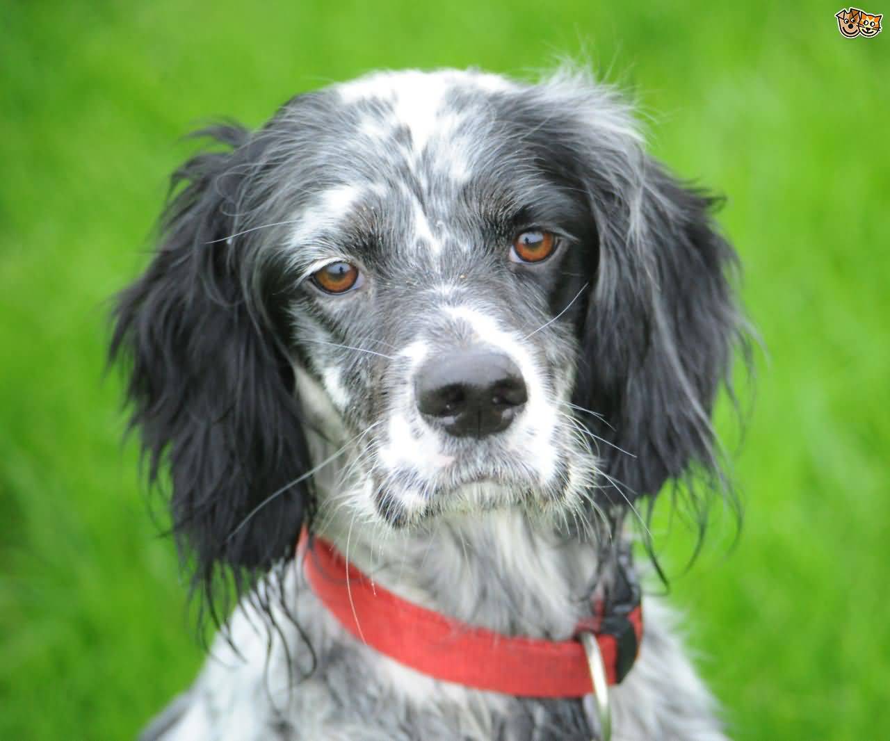Gray And White English Setter Dog Face