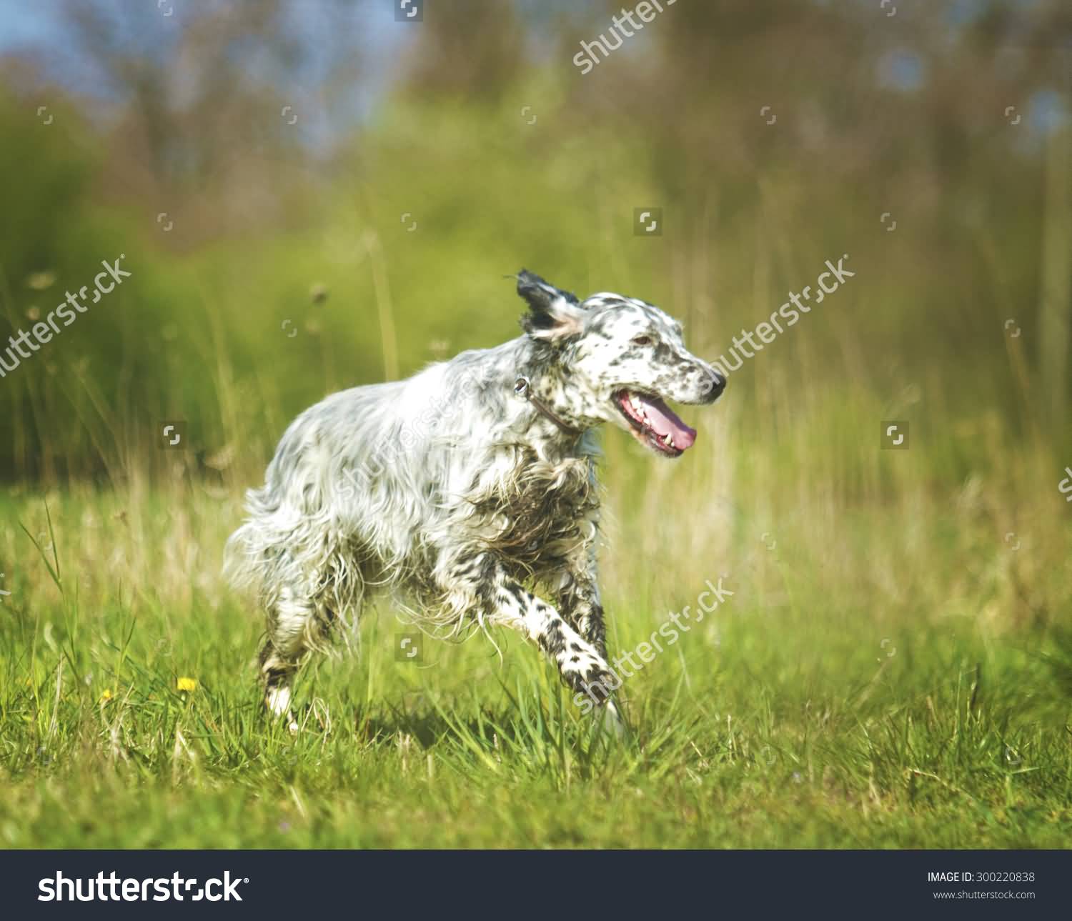 Gray And White English Setter Dog Running