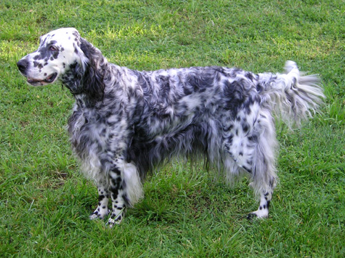 Gray And White English Setter Dog
