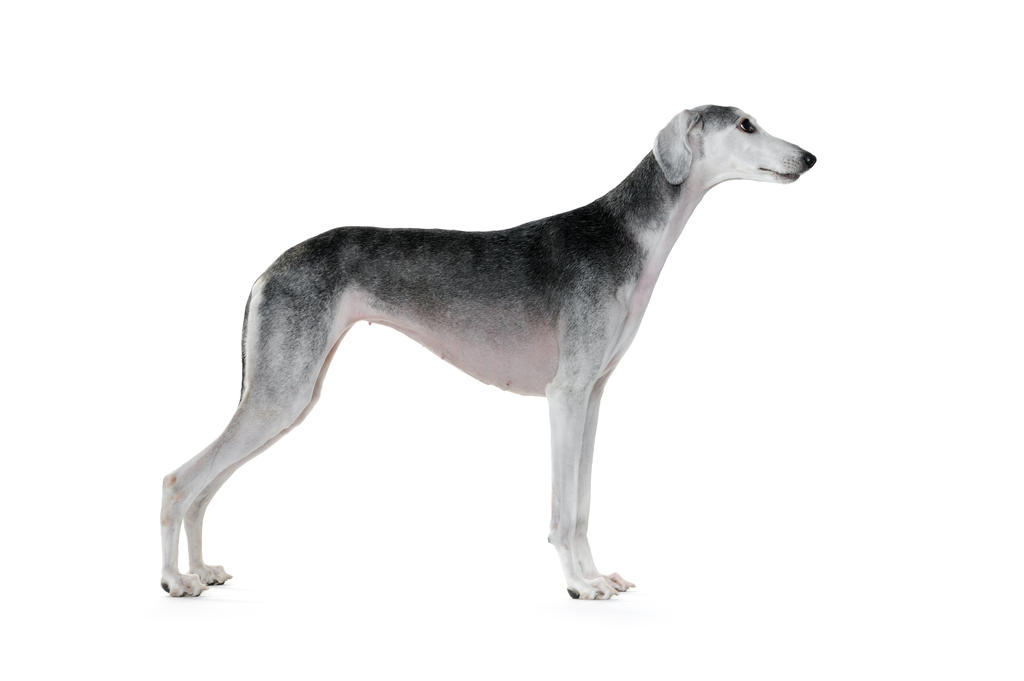 Gray Female Saluki Dog Standing