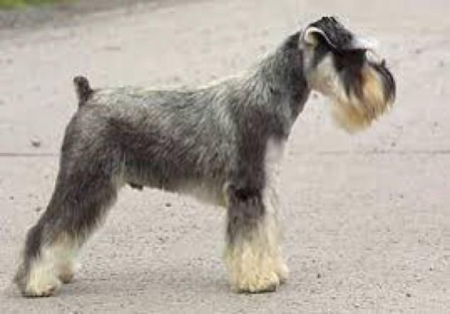 Gray Miniature Schnauzer Dog