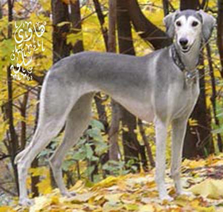 Gray Saluki Dog In Forest
