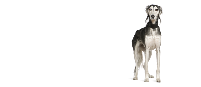 Gray Saluki Dog Standing On White Background