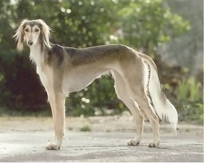 Grey Saluki Dog Picture