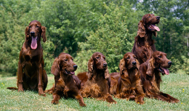 Group Of Dark Irish Setter Dogs