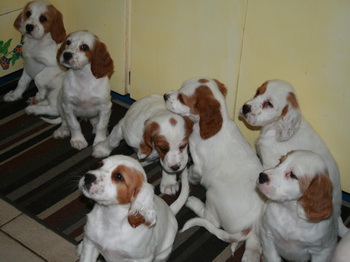 Group Of English Setter Dogs