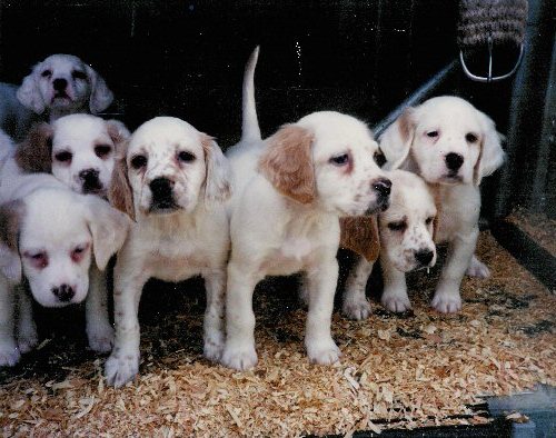 Group Of English Setter Puppies Picture