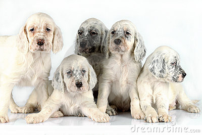 Group Of English Setter Puppies