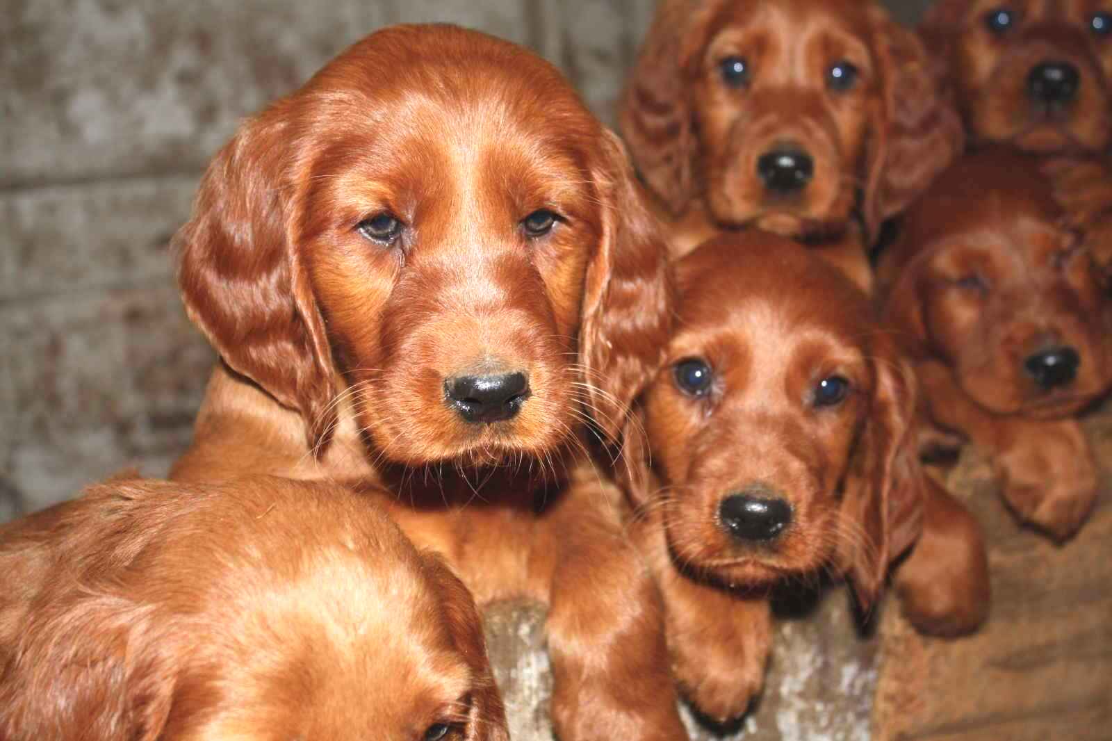 Group Of Irish Setter Puppies Image