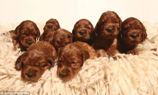 Group Of Irish Setter Puppies Picture