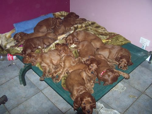 Group Of Irish Setter Puppies Sleeping