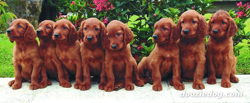 Group Of Irish Setter Puppies